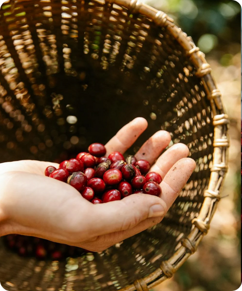 10 Reasons to Make the Switch to Organic Coffee: