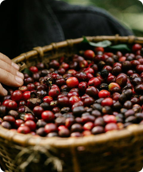 The Origins of Coffee: A Roaster’s Perspective