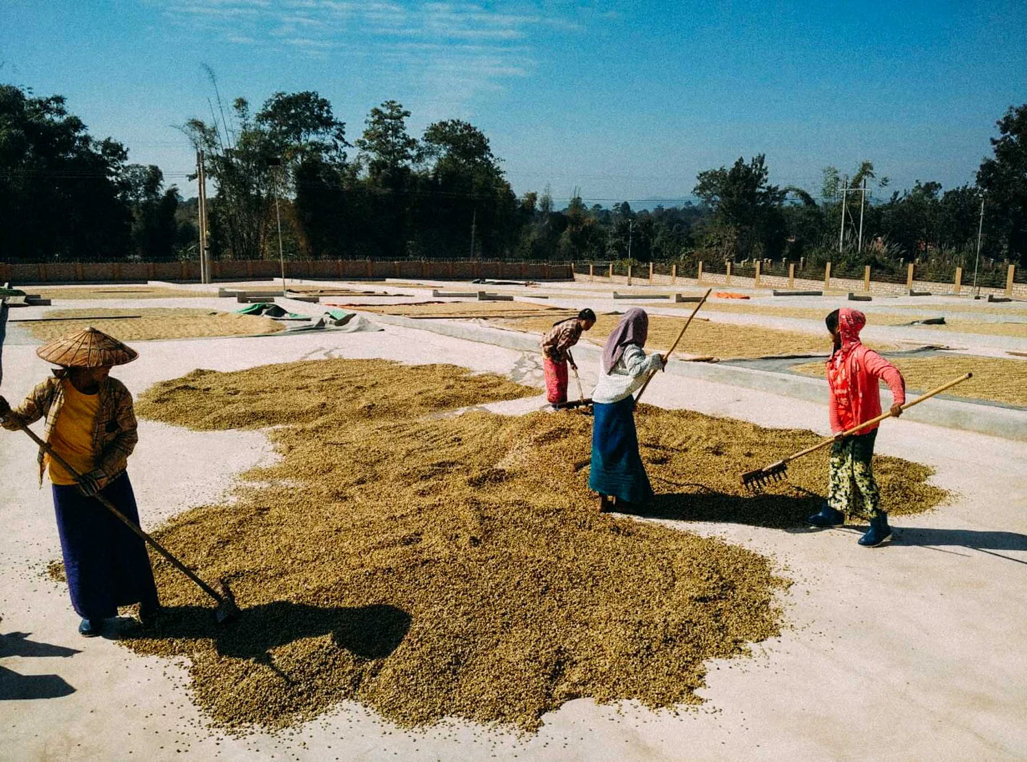 ETHIOPIA Dahab – Medium Roast Specialty Coffee