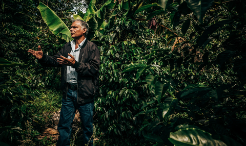 Panama Natural Pacamara - Horqueta
