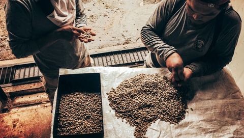 Panama - Horqueta Lot 3 Pacamara Natural 🌺 SCA score 89.25
