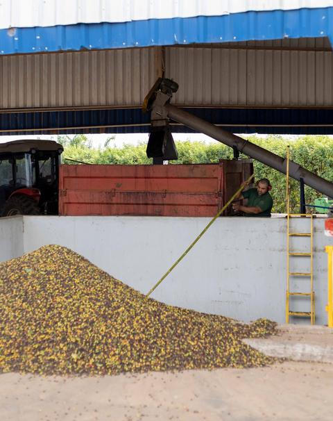 Brazil Santa Jucy – Pulped Natural Brazil - Chocolate/Almond Praline