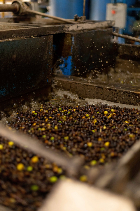 Brazil Santa Jucy – Pulped Natural Brazil - Chocolate/Almond Praline