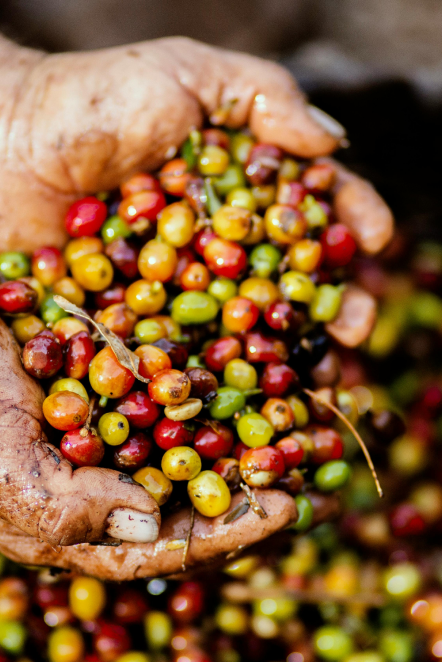 Nicaragua - Camden Coffee