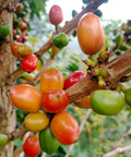 Colombia Yellow Papayo – Light Roast, Natural Process - Camden Coffee