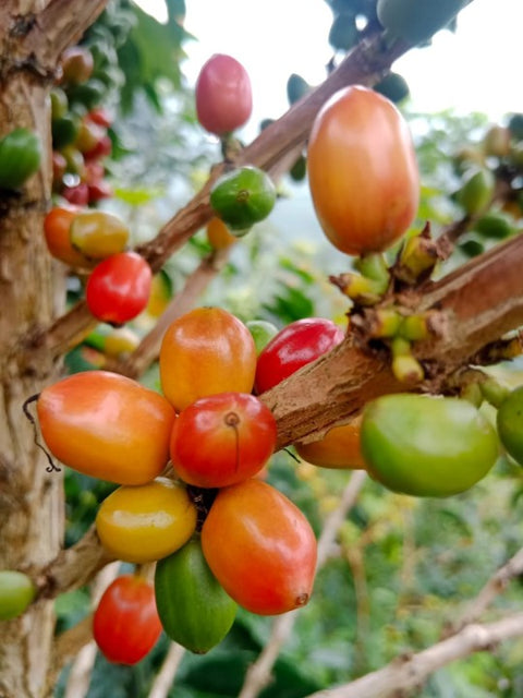 Colombia Yellow Papayo – Light Roast, Natural Process - Camden Coffee