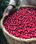 Colombia Natural Pink Bourbon - Camden Coffee