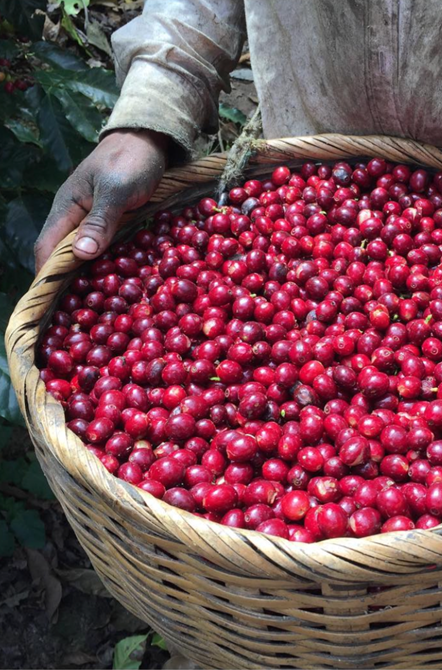 Colombia Natural Pink Bourbon - Camden Coffee