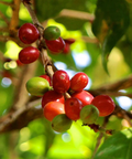 Colombia Atunkaa - Sugarcane Natural - Camden Coffee