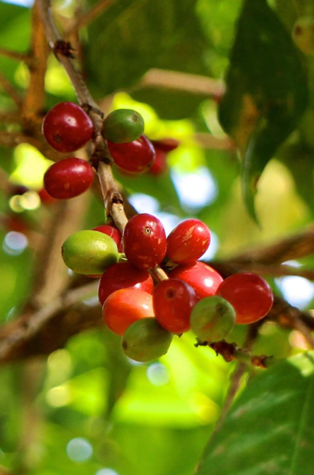 Colombia Atunkaa - Sugarcane Natural - Camden Coffee