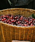 Camden Market - Camden Coffee