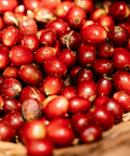 Guatemala - Camden Coffee