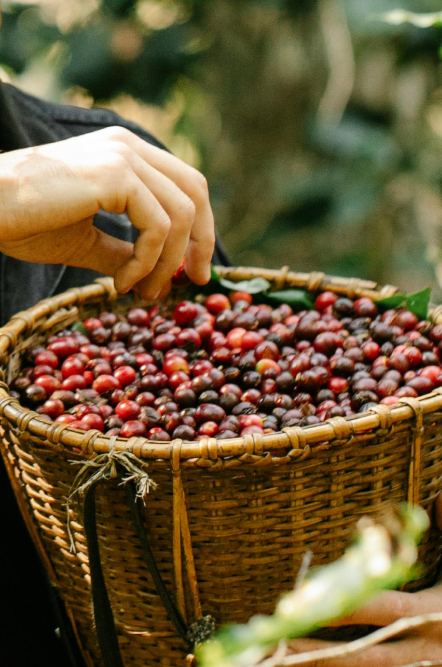 Peru - Geisha