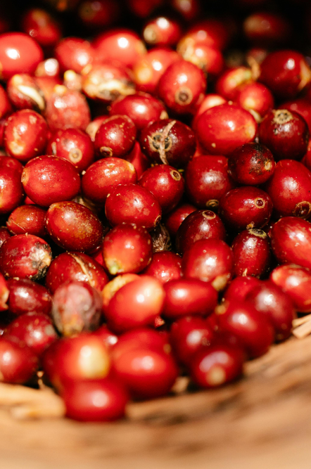 Costa Rica - Camden Coffee