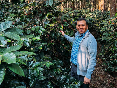 Myanmar Khar Taw Hmi – Light Roast, Washed Process - Camden Coffee