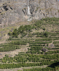 Yemen Haraaz - Anaerobic - Camden Coffee