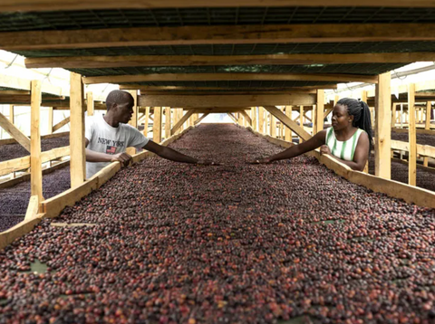 Uganda Tangwen – 72-Hour Anaerobic Natural