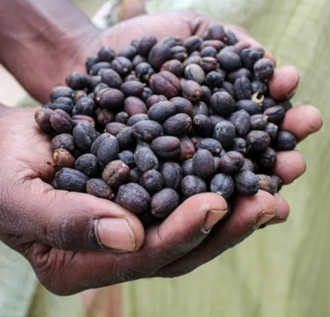 Uganda Tangwen – 72-Hour Anaerobic Natural