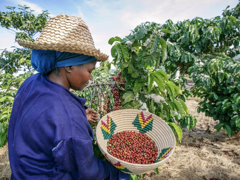 Tanzania Arusha Single Origin Coffee Beans