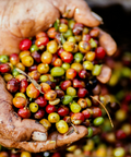 Nicaragua - Camden Coffee