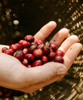 Rwanda - Camden Coffee