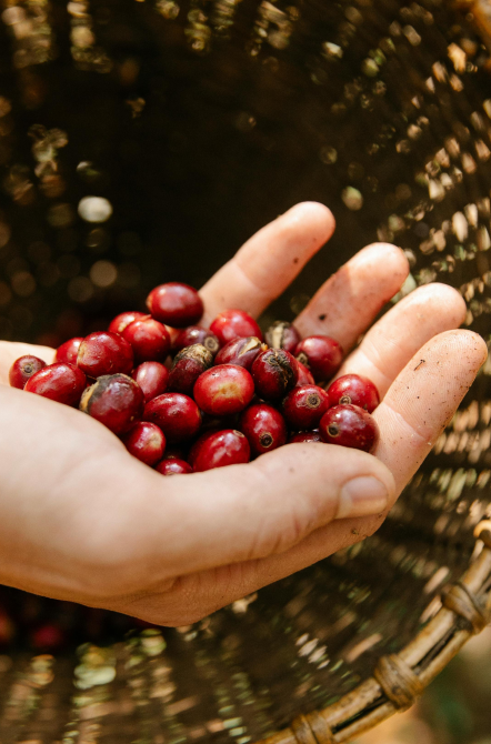 Rwanda - Camden Coffee
