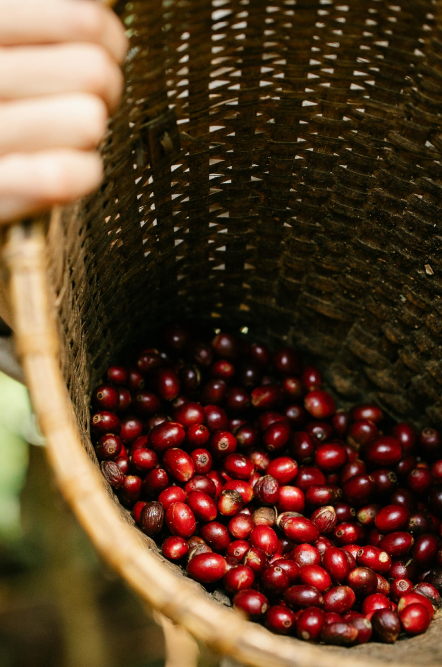 Colombia Excelso - Camden Coffee