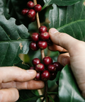 Camden Community - Camden Coffee
